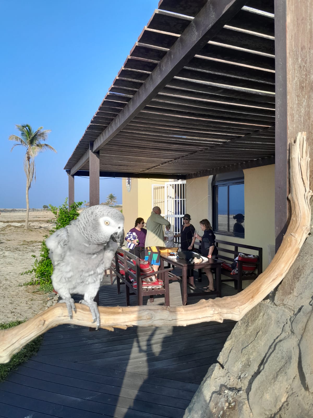 Omán- šnorchlování na širém moři u korálových útesů - foto 3