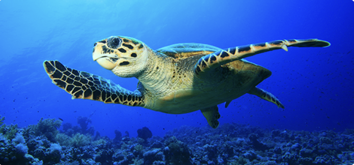 Egypt - šnorchlování - foto 1