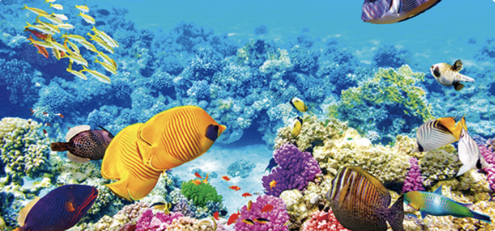 Egypt - šnorchlování - foto 2