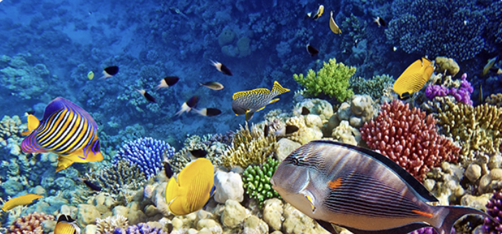 Egypt - šnorchlování - foto 4